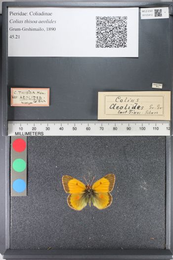 Media type: image;   Entomology 125412